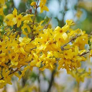 35 PCS Seeds Beautiful Weeping Forsythia