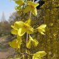 35 PCS Seeds Beautiful Weeping Forsythia