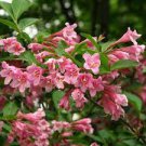 100 PCS Seeds Beautiful Weigela Florida Flower Bonsai Rare Mixing Unique Flower