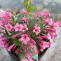 100 PCS Seeds Beautiful Weigela Florida Flower Bonsai Rare Mixing Unique Flower
