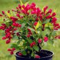 100 PCS Seeds Beautiful Weigela Florida Flower Bonsai Rare Mixing Unique Flower