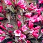 100 PCS Seeds Beautiful Weigela Florida Flower Bonsai Rare Mixing Unique Flower