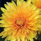 100 PCS Seeds Beautiful Yellow Chrysanthemum Seeds Chrysanthemum Morifolium 100 PCS Seeds Beautiful Yellow Chrysanthemum Seeds Chrysanthemum Morifolium