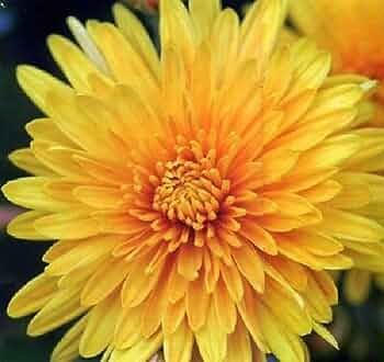 100 PCS Seeds Beautiful Yellow Chrysanthemum Seeds Chrysanthemum Morifolium