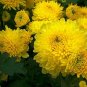 100 PCS Seeds Beautiful Yellow Chrysanthemum Seeds Chrysanthemum Morifolium