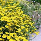 40 PCS Seeds Beautiful Yellow Cornflower Flower