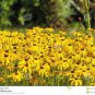 40 PCS Seeds Beautiful Yellow Cornflower Flower