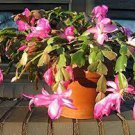 20 PCS Seeds Beautiful Zygocactus Truncatus,schlumbergera Plants 20 PCS Seeds Beautiful Zygocactus Truncatus,schlumbergera Plants