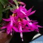 20 PCS Seeds Beautiful Zygocactus Truncatus,schlumbergera Plants