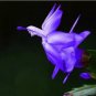 20 PCS Seeds Beautiful Zygocactus Truncatus,schlumbergera Plants