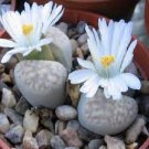 100 PCS Seeds Beauty Mixed Mini Lithops Bonsai Plants
