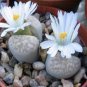 100 PCS Seeds Beauty Mixed Mini Lithops Bonsai Plants