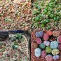 100 PCS Seeds Beauty Mixed Mini Lithops Bonsai Plants