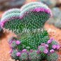 100 PCS Seeds Beauty Mixed Mini Lithops Bonsai Plants Cactus Bonsai