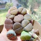 100 PCS Seeds Beauty Mixed Mini Lithops Bonsai Plants Cactus Bonsai Plants