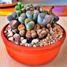 100 PCS Seeds Beauty Mixed Mini Lithops Bonsai Plants Cactus Bonsai Plants
