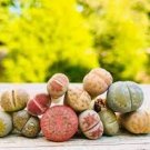 100 PCS Seeds Beauty Mixed Mini Lithops Bonsai Plants Cactus Bonsai Plants