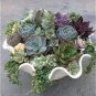 100 PCS Seeds Beauty Mixed Mini Lithops Bonsai Plants Cactus Bonsai Plants