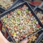 100 PCS Seeds Beauty Mixed Mini Lithops Bonsai Plants Cactus Bonsai Plants