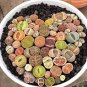 100 PCS Seeds Beauty Mixed Mini Lithops Bonsai Plants Cactus Bonsai Plants