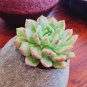 100 PCS Seeds Beauty Mixed Mini Lithops Bonsai Plants Cactus Bonsai Plants