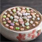 100 PCS Seeds Beauty Mixed Mini Lithops Bonsai Plants Cactus Bonsai Plants