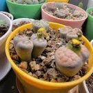 100 PCS Seeds Beauty Mixed Mini Lithops Bonsai Plants Cactus Bonsai Plants
