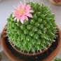 100 PCS Seeds Beauty Mixed Mini Lithops Bonsai Plants Cactus Bonsai Plants