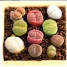 100 PCS Seeds Beauty Mxed Mini Lithops Bonsai Plants Cactus Bonsai Plants