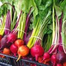 50 PCS Seeds Beetroot Mixed Blood Yellow White Color Vegetable 50 PCS Seeds Beetroot Mixed Blood Yellow White Color Vegetable