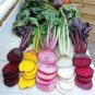 50 PCS Seeds Beetroot Mixed Blood Yellow White Color Vegetable
