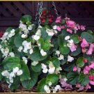 100 PCS Seeds Begonia