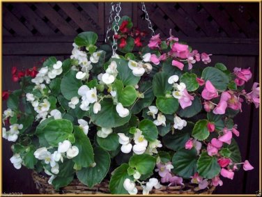 100 PCS Seeds Begonia