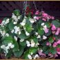 100 PCS Seeds Begonia
