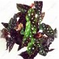 100 PCS Seeds Begonia