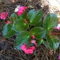 100 PCS Seeds Begonia