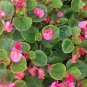 100 PCS Seeds Begonia