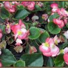 100 PCS Seeds Begonia Bonsai Seeds Mixed Red White Orange Purple Orange Yellow ect 8 Colors