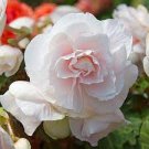 100 PCS Seeds Begonia Flower