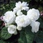 100 PCS Seeds Begonia Flower