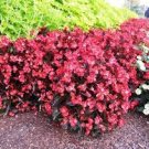 10 PCS Seeds Begonia Flower (Begonia semperflorens) 10 PCS Seeds Begonia Flower (Begonia semperflorens)