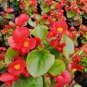 10 PCS Seeds Begonia Flower (Begonia semperflorens)