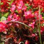 10 PCS Seeds Begonia Flower (Begonia semperflorens)