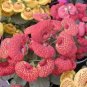 10 PCS Seeds Begonia Flower (Begonia semperflorens)