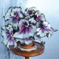 100 PCS Seeds Begonia Flower Bonsai
