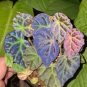 100 PCS Seeds Begonia Flower Bonsai