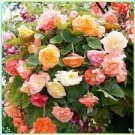 200 PCS Seeds Begonia Flower Seed Flowers 200 PCS Seeds Begonia Flower Seed Flowers