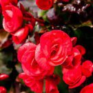 100 PCS Seeds Begonia Flower Seeds Golden Double Flowers with Red Edge 100 PCS Seeds Begonia Flower Seeds Golden Double Flowers with Red Edge