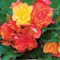 100 PCS Seeds Begonia Flower Seeds Golden Double Flowers with Red Edge