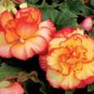 100 PCS Seeds Begonia Flower Seeds Golden Double Flowers with Red Edge